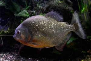 Gdzie mieszkają piranhas?